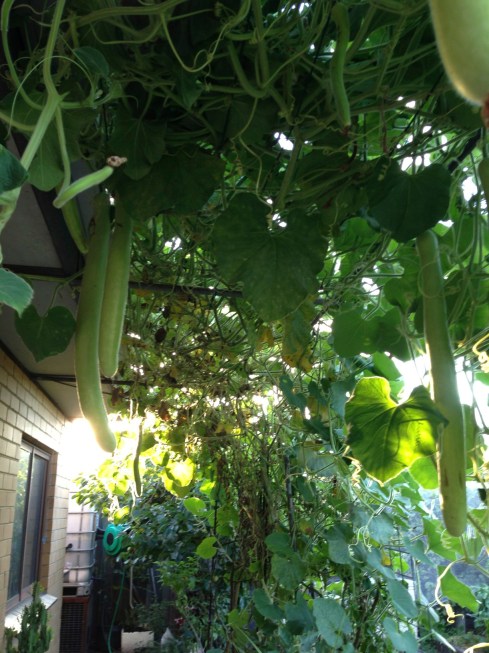 Hanging Zucchini Garden